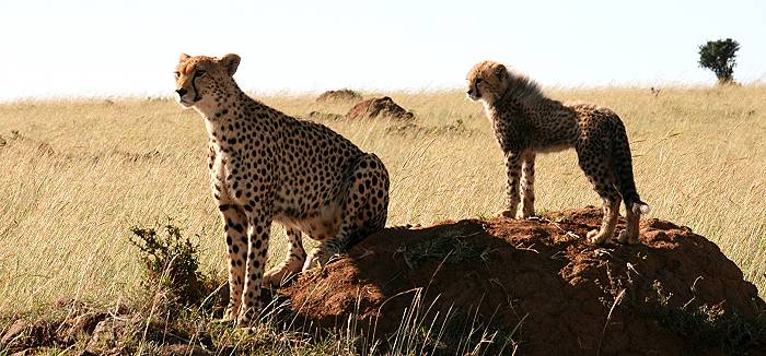 Gepard