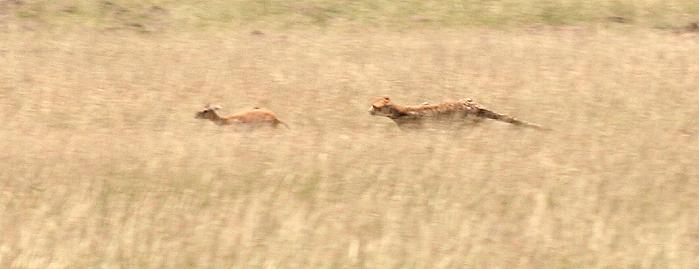 Gepard