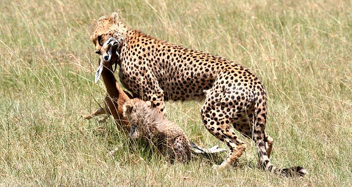 Gepard