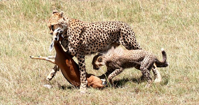 Gepard