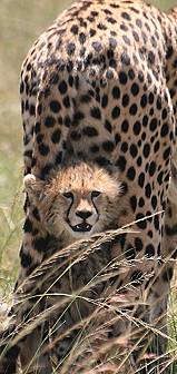 cheetah