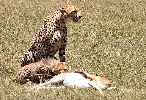 cheetah