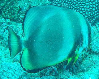 Mombasa Marine National Park