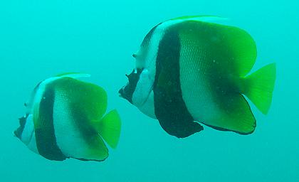 Mombasa Marine National Park