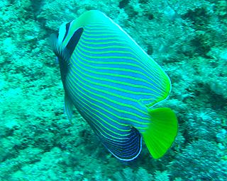 Mombasa Marine National Park