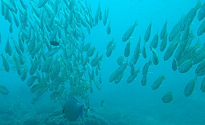 Mombasa Marine National Park