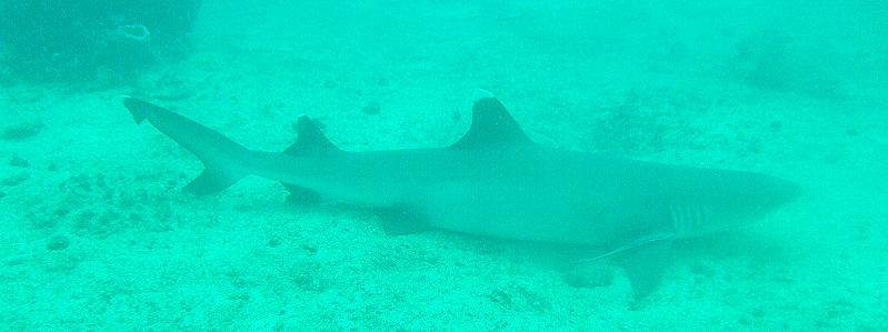 Mombasa Marine National Park