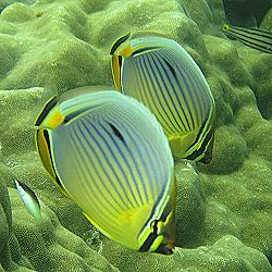 Mombasa Marine National Park