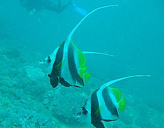 Mombasa Marine National Park