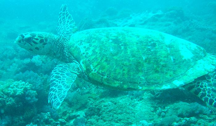 Mombasa Marine National Park