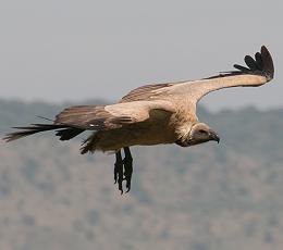 masai mara
