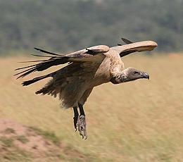 masai mara