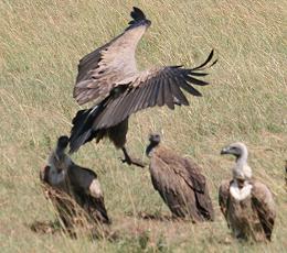 masai mara