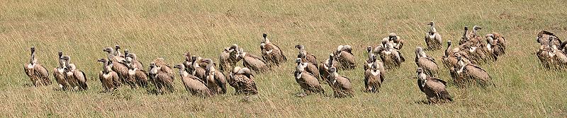 masai mara