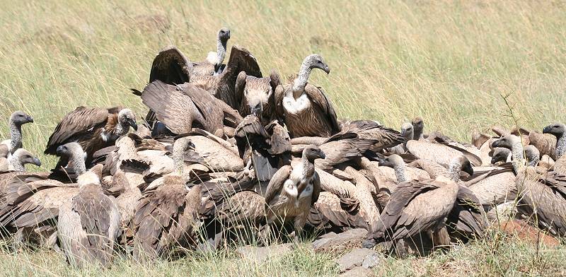 masai mara