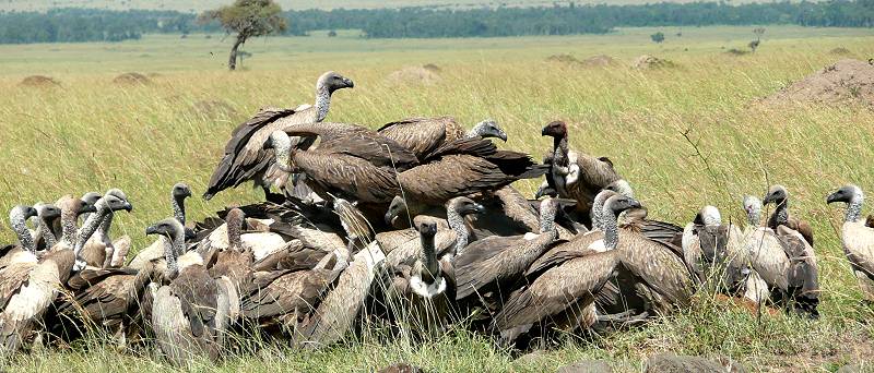 masai mara