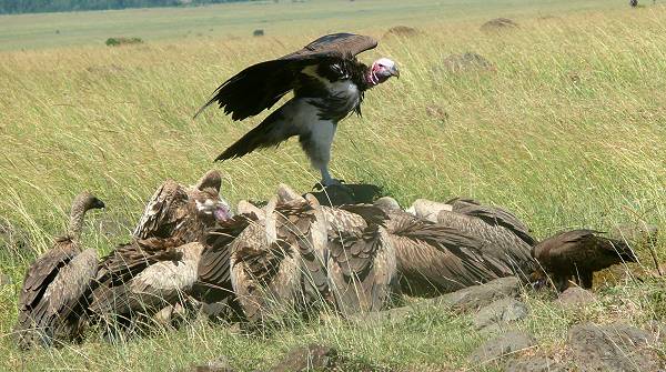 masai mara