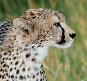 Gepard-1