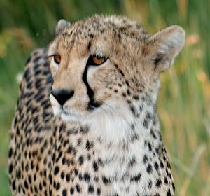 Gepard-1
