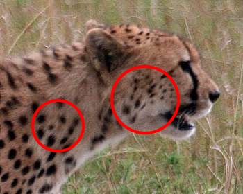 Gepard