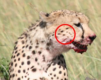 Gepard