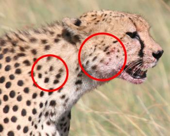 Gepard