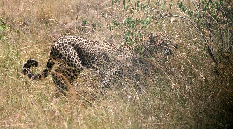Leopard, Panthera pardus