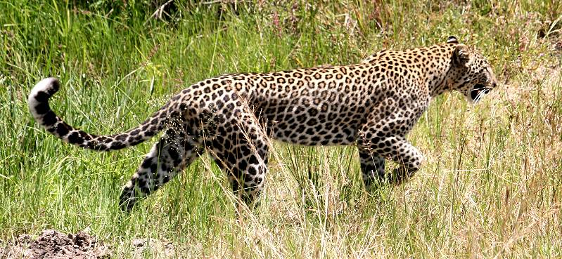 Leopard, Panthera pardus