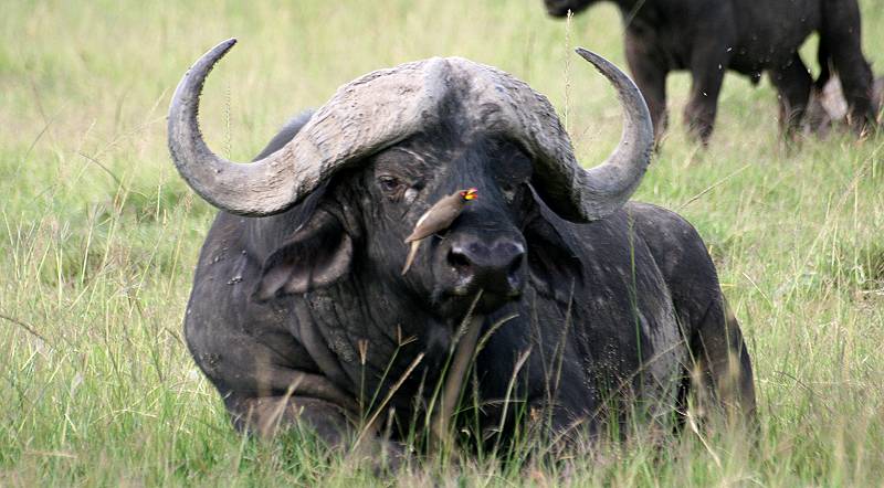 Masai Mara