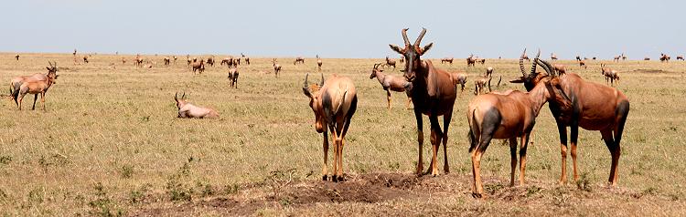 Masai Mara