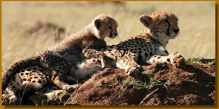 Gepardin mit Jungem in der Masai Mara