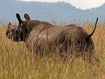 Spitzmaulashorn, Diceros bicornis