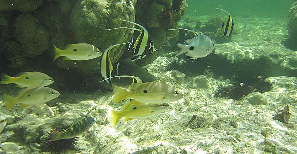 Mombasa Marine National Park