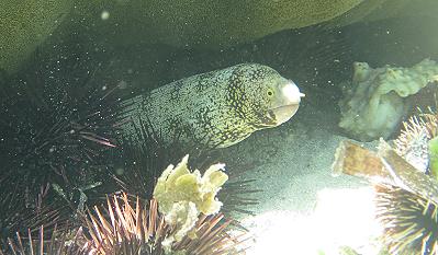 Mombasa Marine National Park