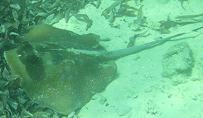 Mombasa Marine National Park