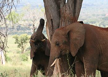 rote Elefanten im Tsavo