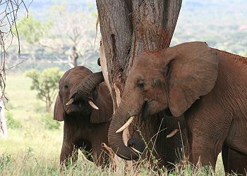 rote Elefanten im Tsavo