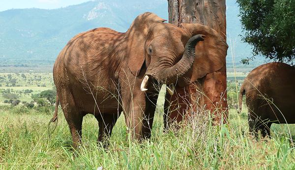 rote Elefanten im Tsavo