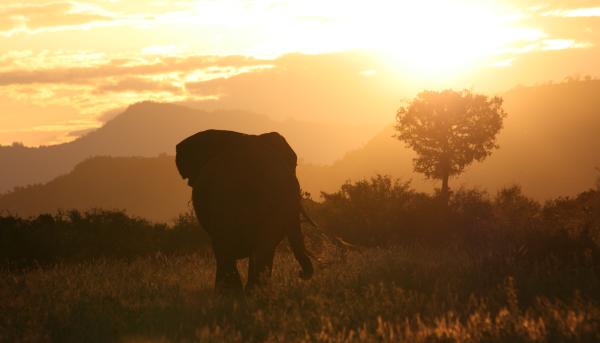 Elefant im Sonnenuntergang
