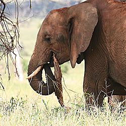 rote Elefanten im Tsavo
