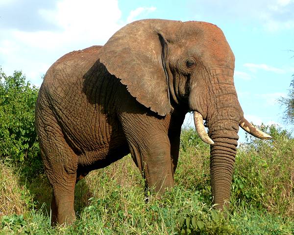 Tsavo West National Park