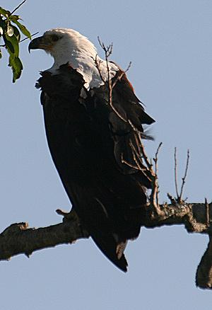 Schreiseeadler