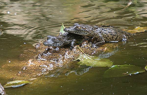 Baby Nilcrocodil