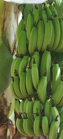 Bananen