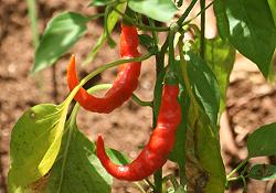 Chili