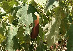 Aubergine