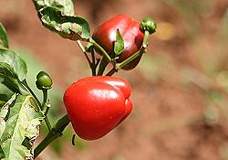 Paprika