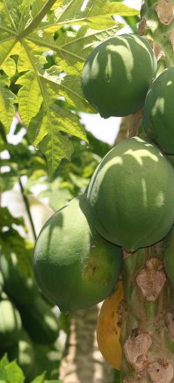 Papaya