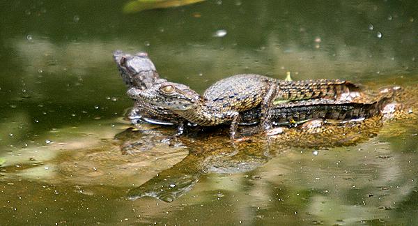 Baby Nilkrokodil