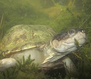Sumpfschildkröte